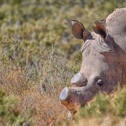 Nashorn mit abgeschnittenem Horn