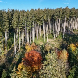 Wald