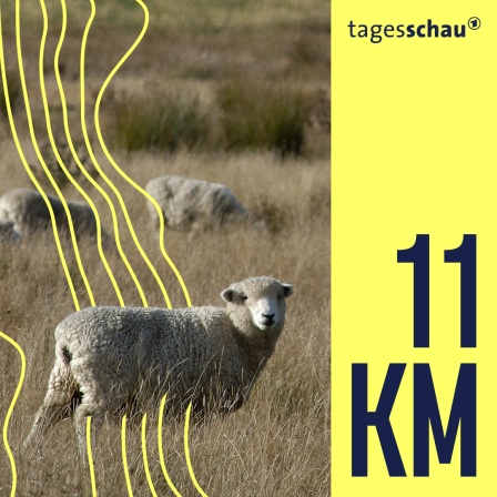 Schafe auf einer Südinsel in Neuseeland. 